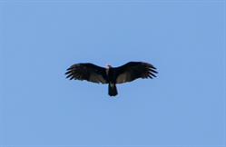 Greater Yellow-Headed Vulture
