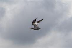 Large Billed Tern